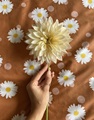 Oopsie Daisy duvet cover percale 